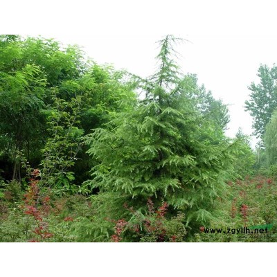 欒樹批發(fā)價格  南京欒樹價格批發(fā)供應信息