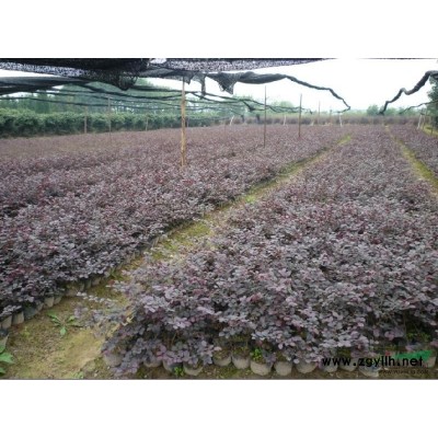 供應地徑3公分欒樹