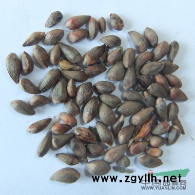 出售新采北京欒樹種子北京欒樹種子圖片北京欒樹種植育苗