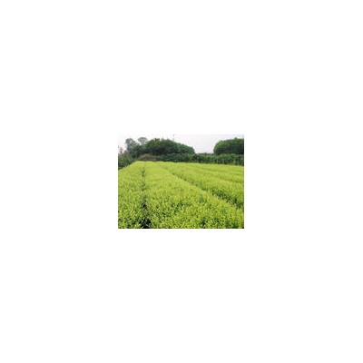 法桐、國槐、欒樹、大葉黃楊、金葉槐