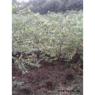 欒樹叢生 每股15-20cm