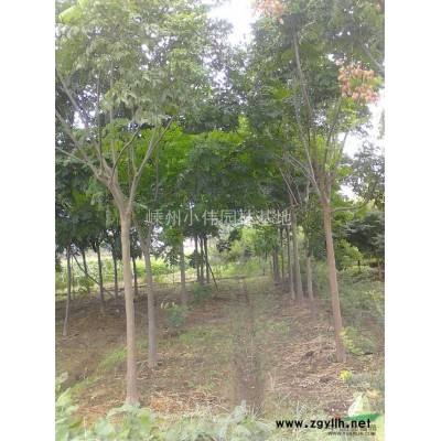 嵊州供應(yīng)一年生欒樹小苗，紅梅小苗。
