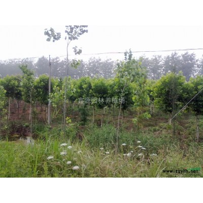 欒樹觀賞類優(yōu)等樹種樹型優(yōu)良、葉型美觀、生長迅速。