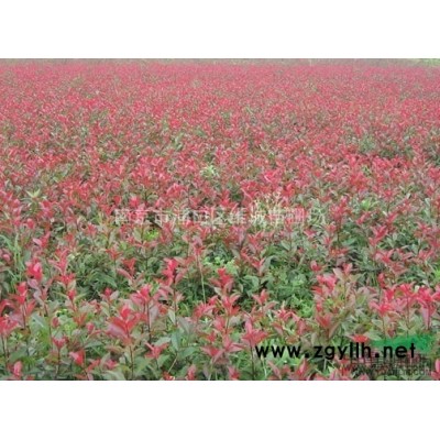 南京優(yōu)質(zhì)雪松種子、雪松苗木、雪松小種苗批發(fā)