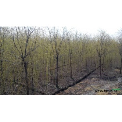 南京湯泉供應低價欒樹