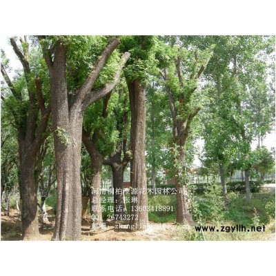 木瓜、桂花、紫薇、國槐、臘梅、雪松