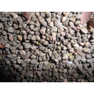 本場供應黃山欒樹1-25公分