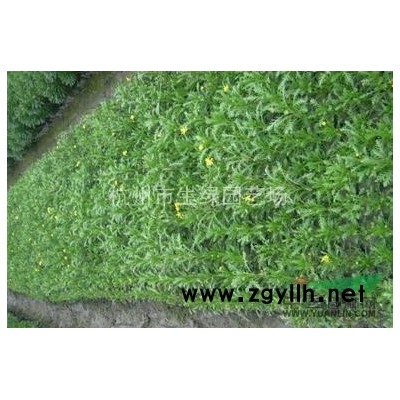 蕭山*新供應黃山欒樹