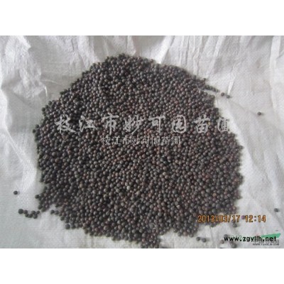 供應湖北欒樹種子，黃山欒、搖錢樹種子