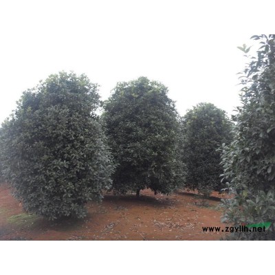 楓香、雪松、重陽木