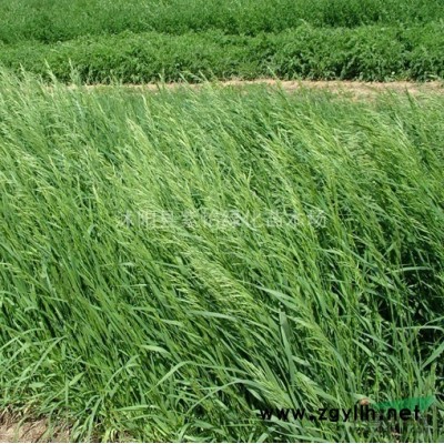 雪松-雪松樹苗-四季常綠-雪松樹-沭陽苗木-紫怡苗圃直銷