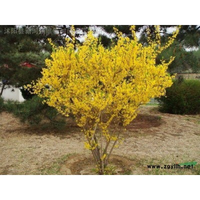 江蘇沭陽基地低價供應批發公分雪松 雪松小苗