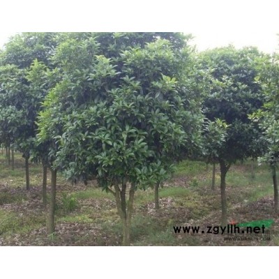 黃山欒樹報價/江西黃山欒樹報價