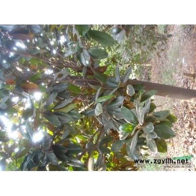 10-20公分黃山欒樹(shù)