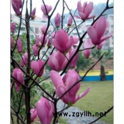 供，雪松、龍柏、黃楊、冬青、蜀儈、女貞