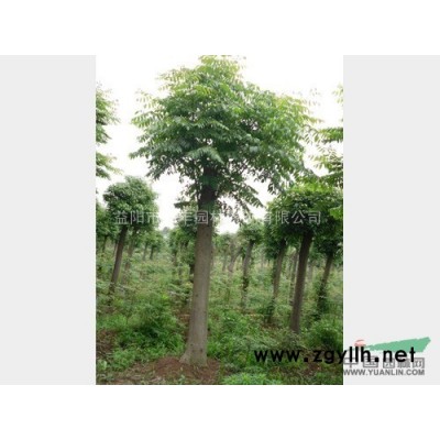 大量供應貴州欒樹