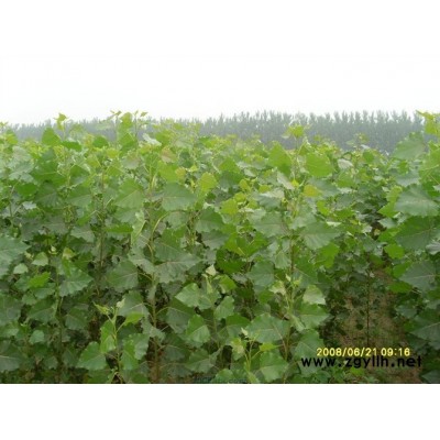 售銀杏、木槿、紫白玉蘭、欒樹、龍爪槐、棕櫚、垂柳