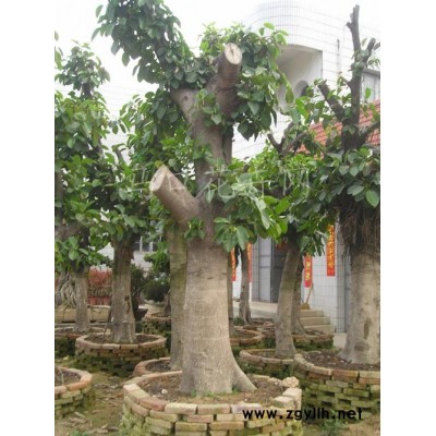 中東海棗、重陽木、臺灣欒樹