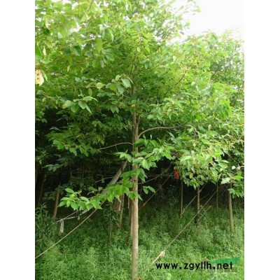 紅葉石楠、黃山欒樹、無患子