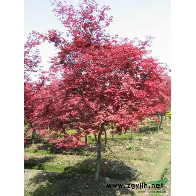 批發(fā)雪松，南京雪松、價優(yōu)、各規(guī)格*