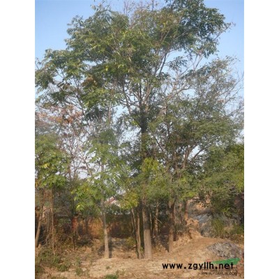 江西供應雪松、江西雪松*新報價/供應雪松、江西雪松圖片