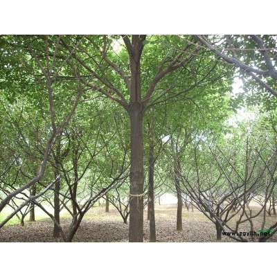 南京湯泉鎮供應優質雪松 自產自銷 高度可選 價格優惠