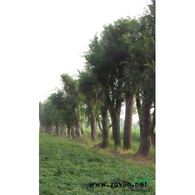 湖北欒樹小苗信息