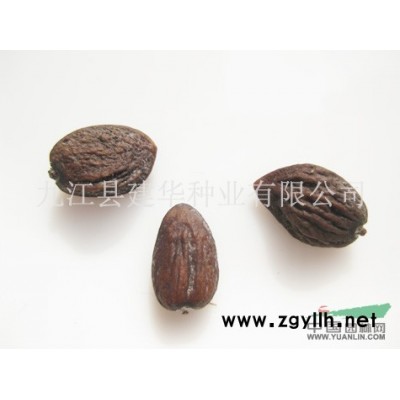 *印度雪松種子 雪松種子