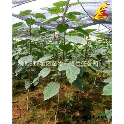 大量欒樹各種規格