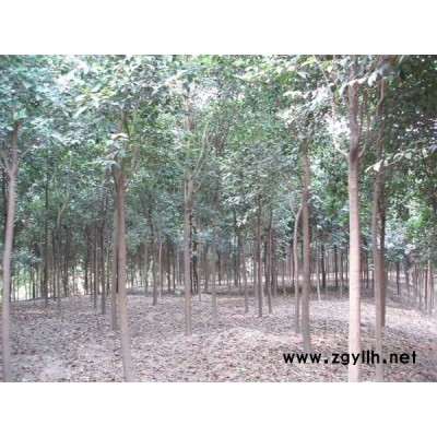 南京國槐、烏桕