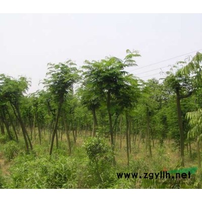 欒樹3供應(yīng)/欒樹3圖片