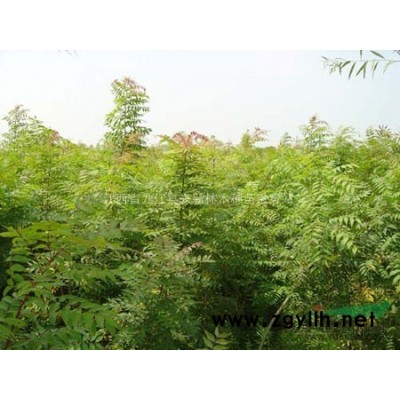 欒樹種子，馬褂木種子，七葉樹種子