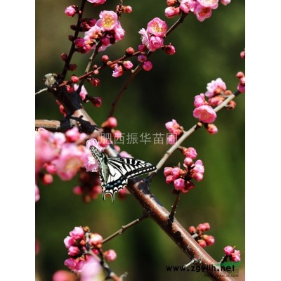 長期供應紅葉李、南天竹、杜鵑、廣玉蘭、欒樹、合歡等苗木