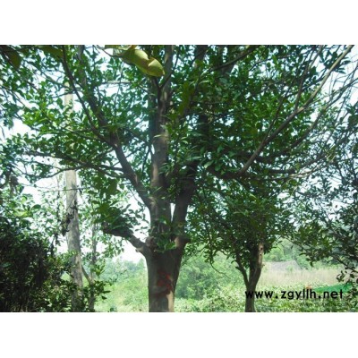 欒樹樹苗