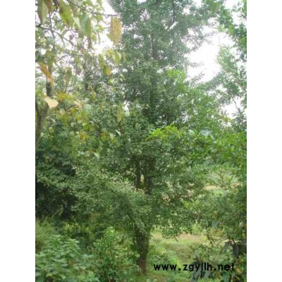 欒樹、銀杏、桂花、樸樹、皂莢