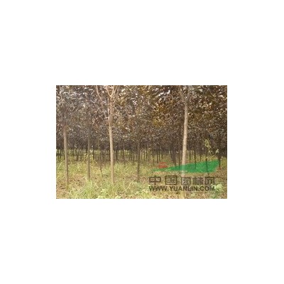 欒樹678公分量大