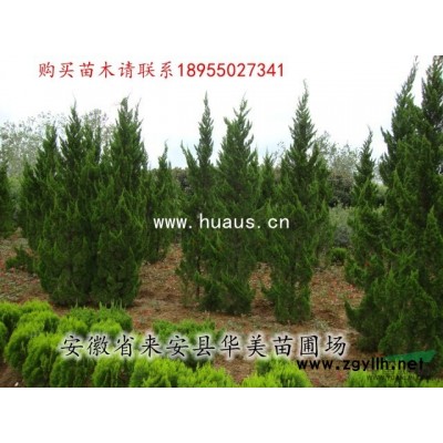 黃山欒樹-華美苗圃