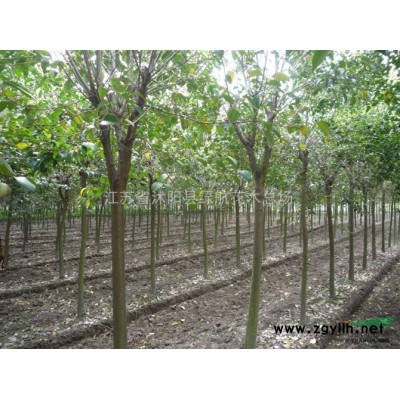 現貨售：雪松，合歡，欒樹，櫻花，垂柳，大葉女貞，國槐，法桐