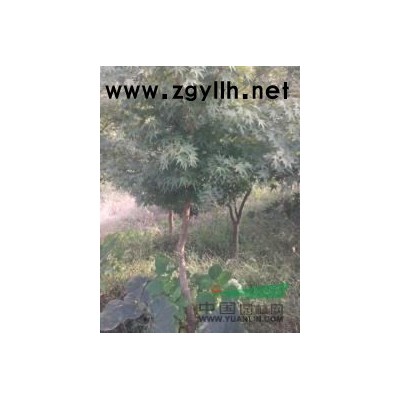 白玉蘭、桂花、銀杏、雪松、樸樹、欒樹、杜英、紫薇、紅楓、喜樹