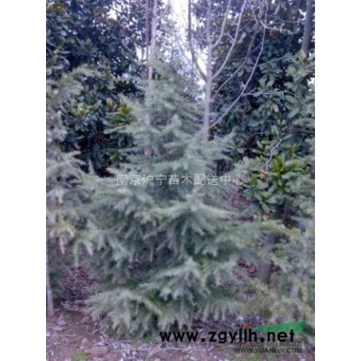 2014年雪松市場價格