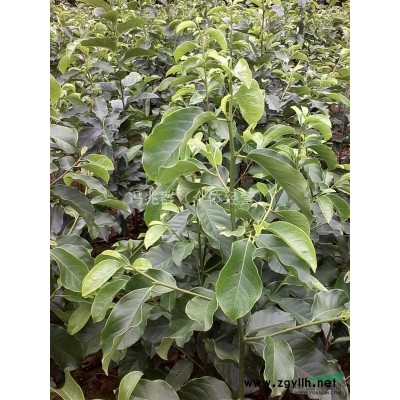 出售：3——15公分欒樹（黃山欒）