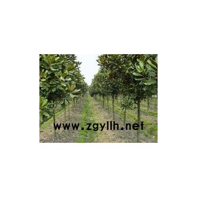 優(yōu)質雪松種植基地