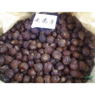 供應欒樹種子/江西欒樹種子低價格批發