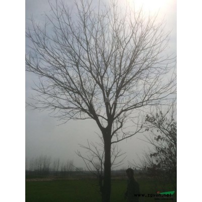 樸樹,三角楓,黃連木,烏桕,國槐,雪松,楓楊,高干女貞