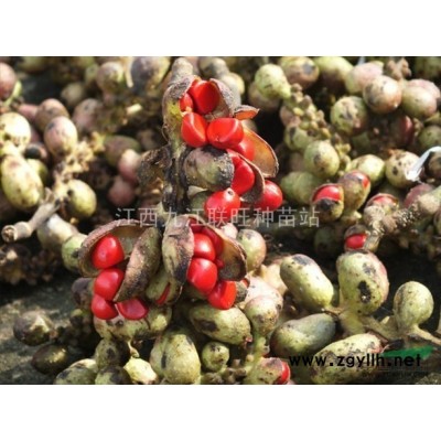 供應：欒樹種子