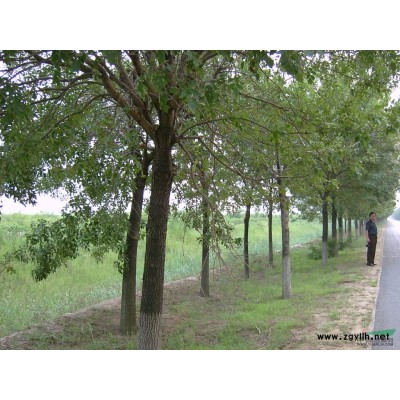 欒樹、毛白楊1-2年苗量大