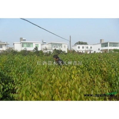 雪松種子圖片\雪松種子報價