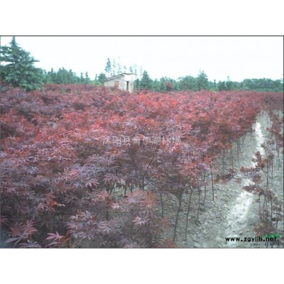 供應(yīng)銀杏、法桐、合歡、欒樹、白臘、水杉、落羽杉