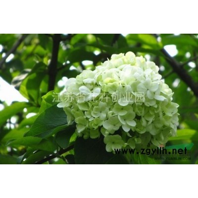 各種規(guī)格北京欒樹，及北欒種子，海棠，法桐，蜀檜，側(cè)柏等