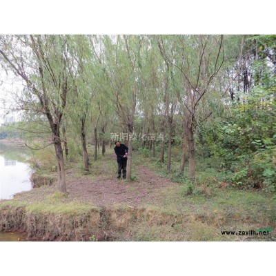 湖北欒樹，精品欒樹苗